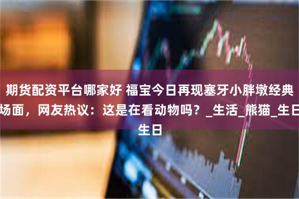期货配资平台哪家好 福宝今日再现塞牙小胖墩经典场面，网友热议：这是在看动物吗？_生活_熊猫_生日