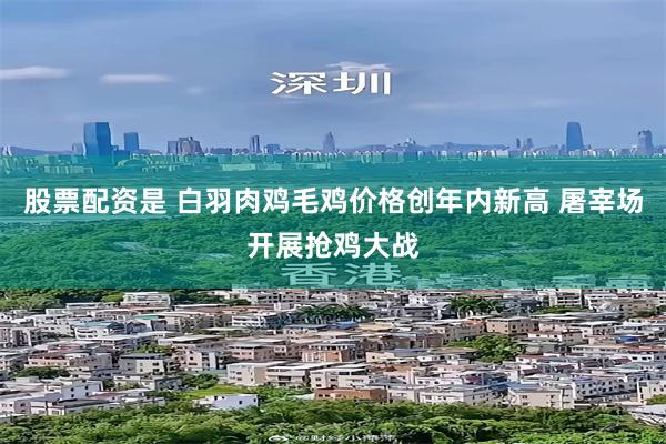 股票配资是 白羽肉鸡毛鸡价格创年内新高 屠宰场开展抢鸡大战