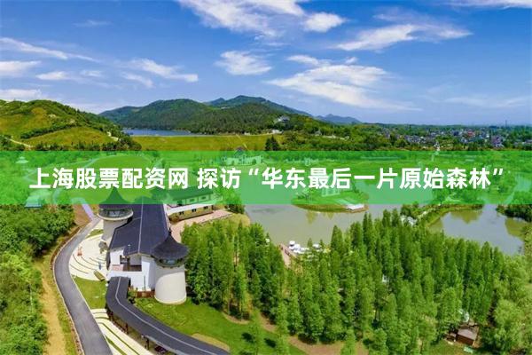 上海股票配资网 探访“华东最后一片原始森林”